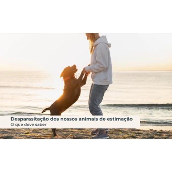 Desparasitação dos nossos animais de estimação: o que deve saber
